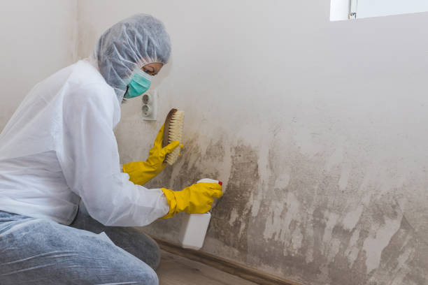 Best Residential Mold Removal  in Boone, NC