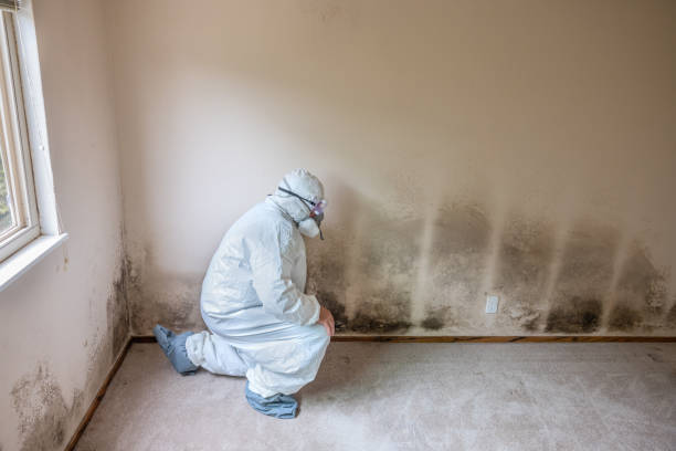 Best Local Mold Removal Service  in Boone, NC